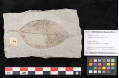 Foto (Objekt + Etikett) von Araliophyllum denticulatum Endl. (NHMW-GEO-2024-0188-11425)